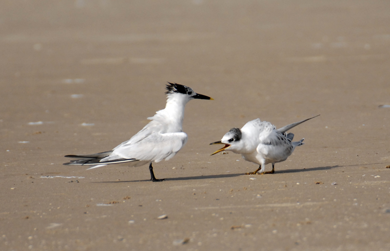 Sandwich Terns