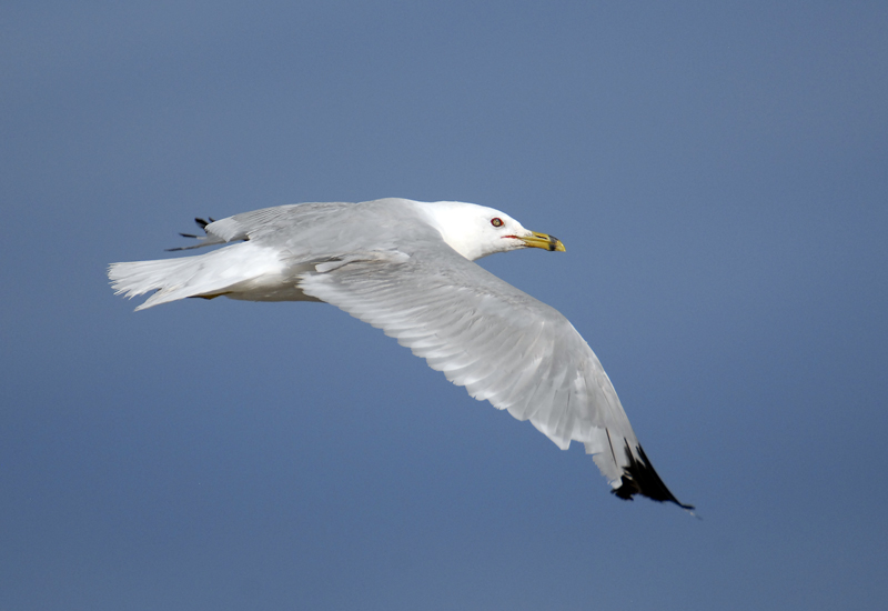 Ring-Billed Gull