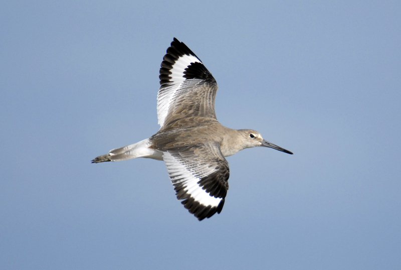 Willet