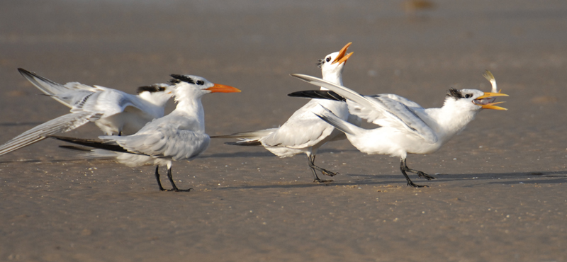 Royal Tern Chick With Fish