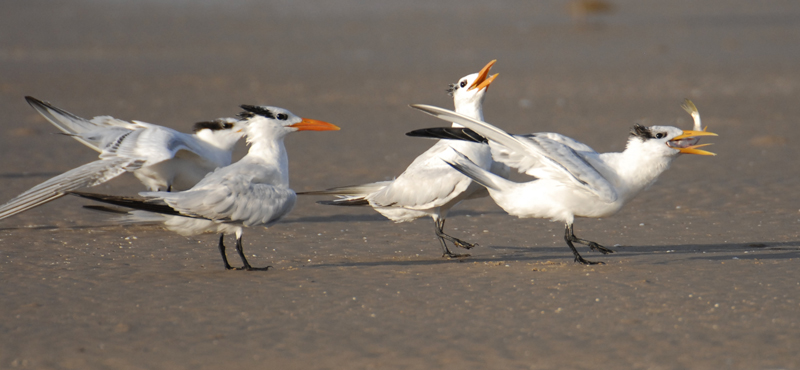 Royal Terns