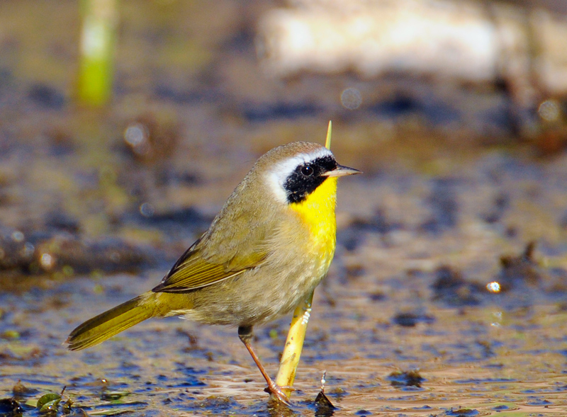 Common Yellowthroat