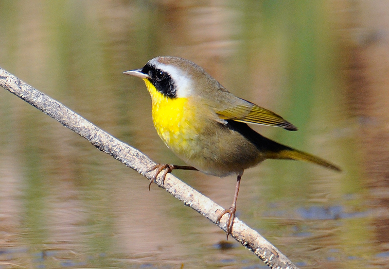 Common Yellowthroat