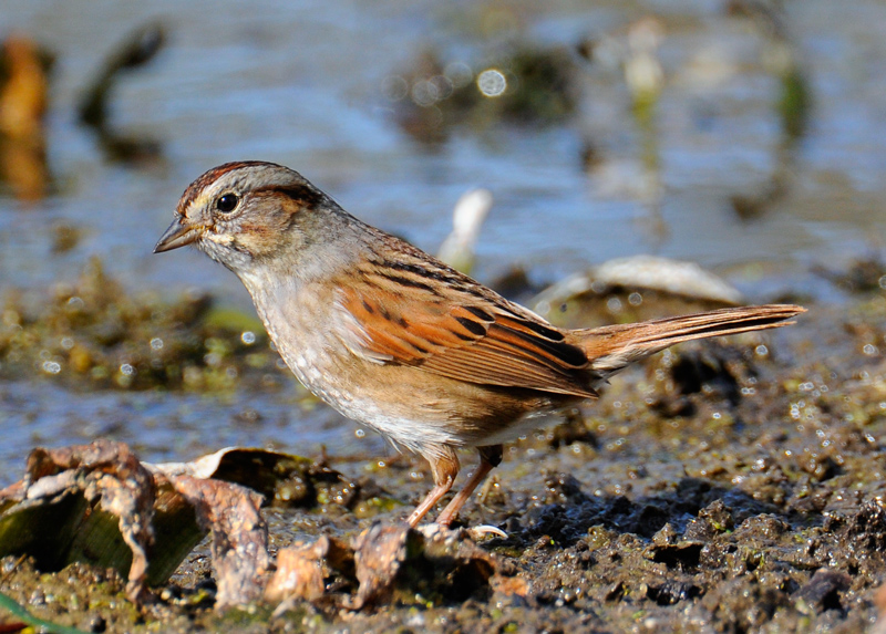 Swamp Sparrow