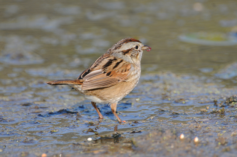 Swamp Sparrows