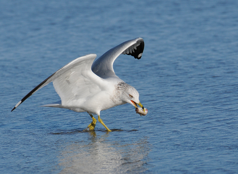 Ring-billed Gull