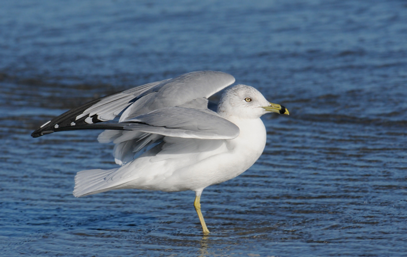 Ring-billed Gull