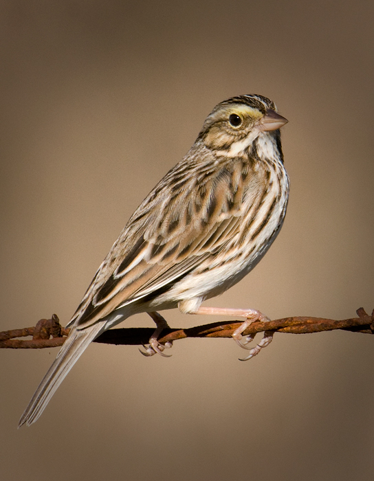 Savanna Sparrow