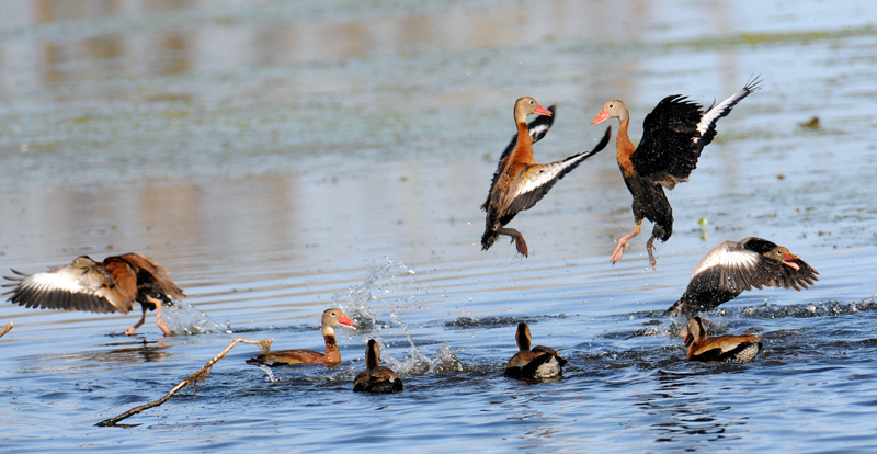 Black-bellied Whistling Ducks