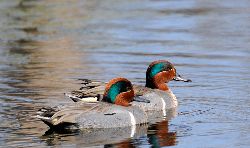 Green-wing Teals