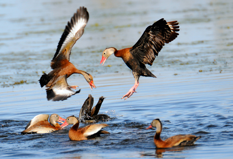 Black-bellied Whistling Ducks