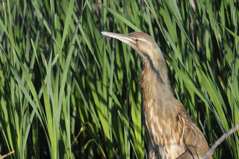 American Bittern
