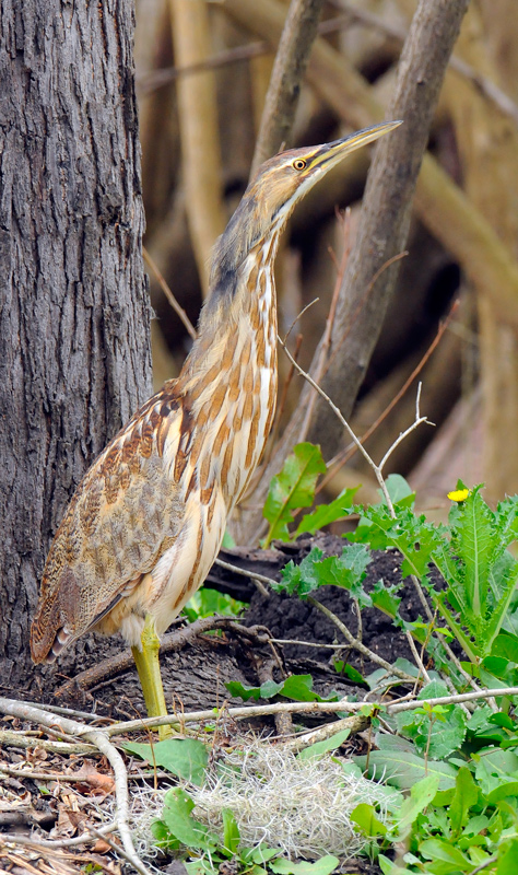 American Bittern