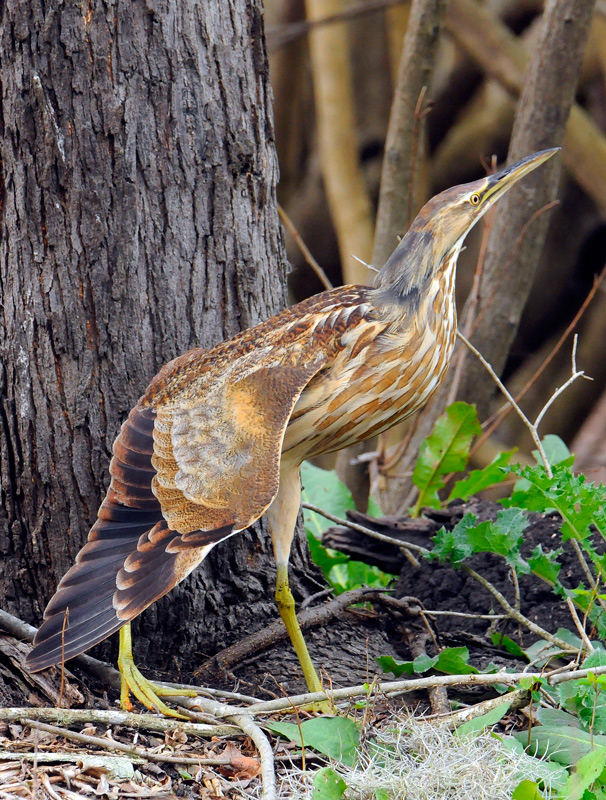 American Bittern