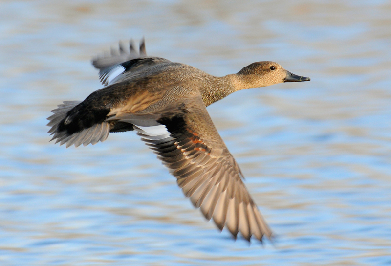 Gadwall in flight