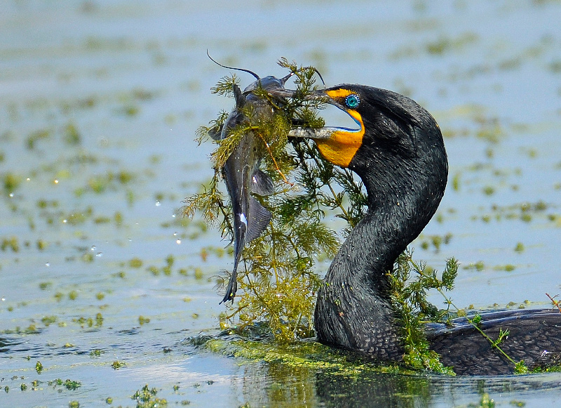 Cormorant with catfish