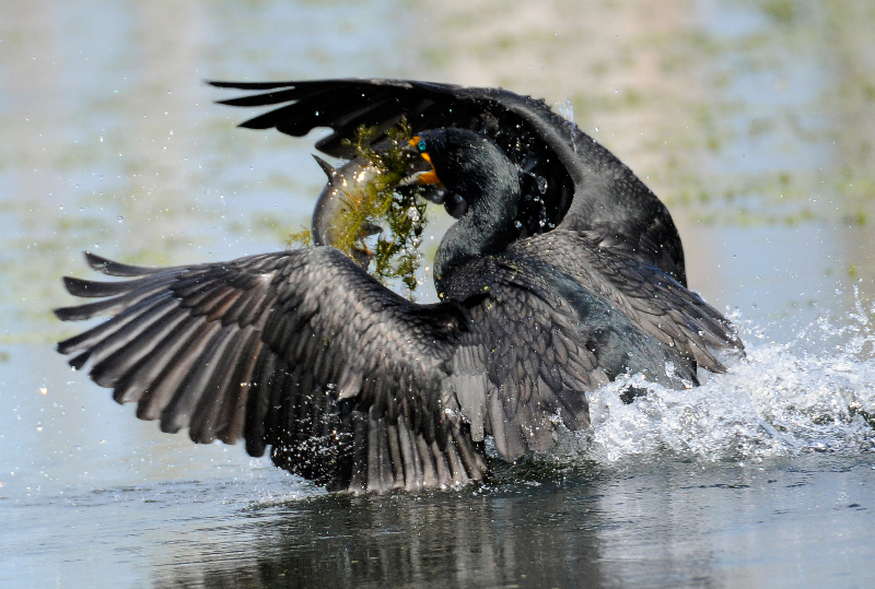 Cormorant with catfish