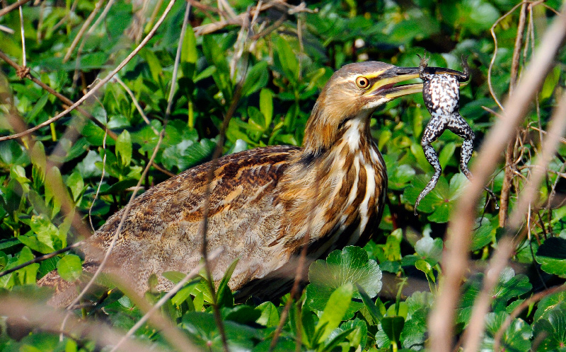 American Bittern with frog