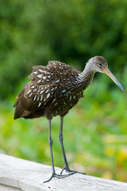 Limpkin