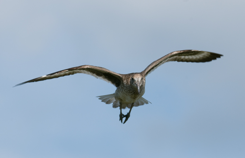 Willet