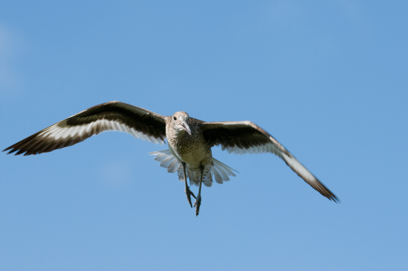 Willet