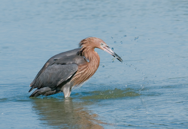 Reddish Egret