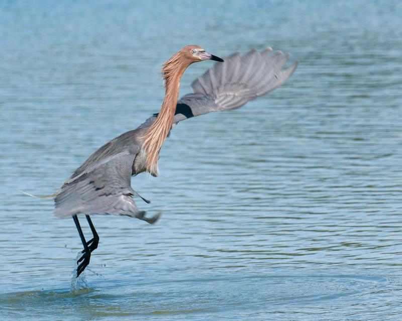 Reddish Egret