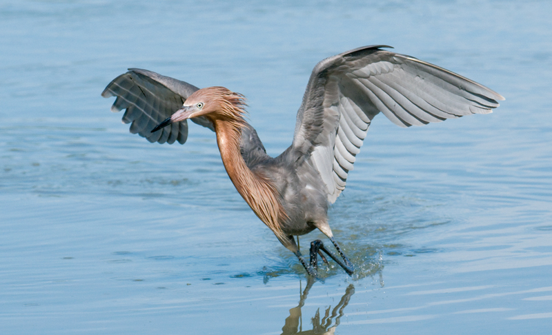 Reddish Egret