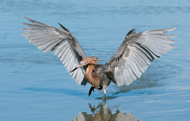 Reddish Egret
