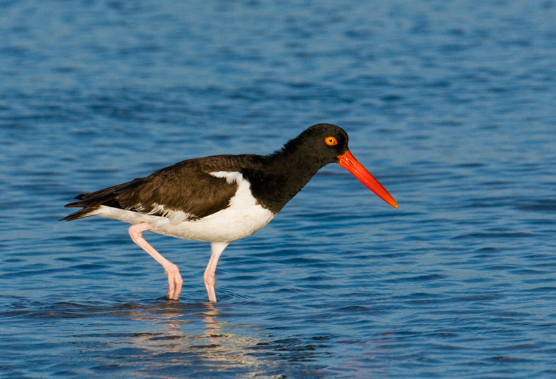 Oystercatcher
