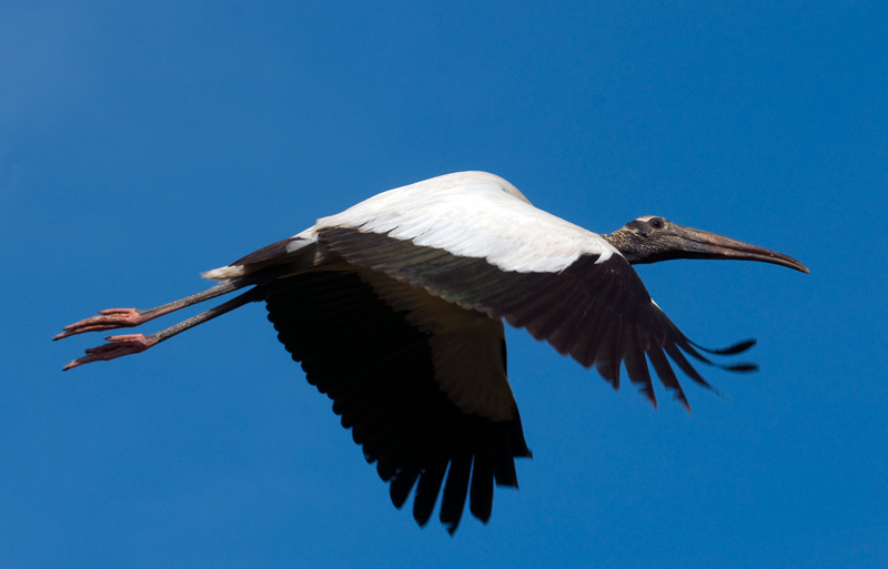 Wood Stork