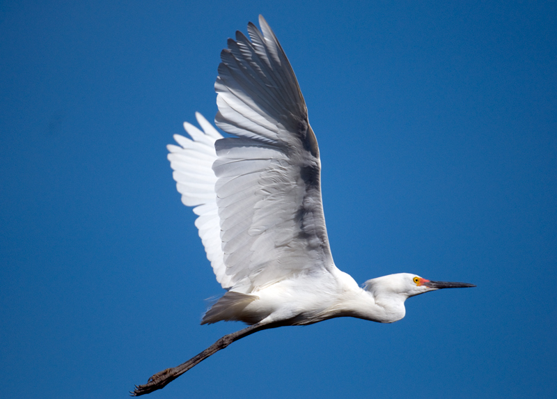 Snowy Egret