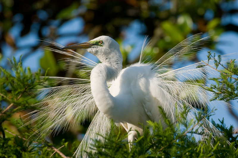 Great Egret