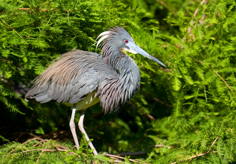 Tri-colored Heron