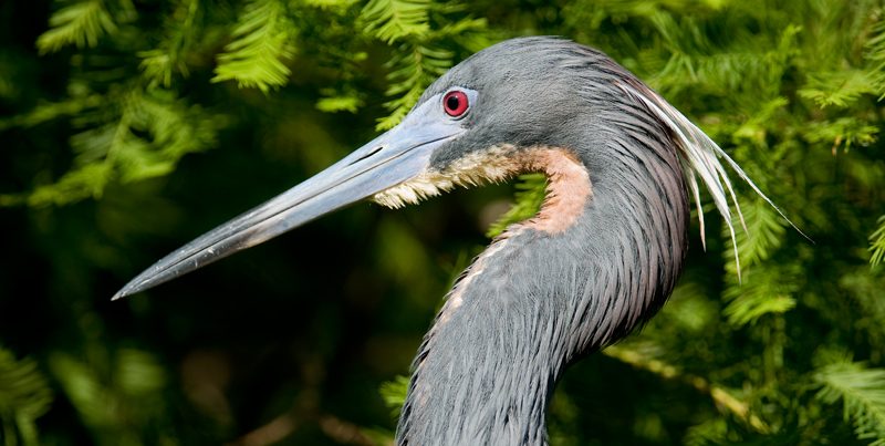 Tri-colored Heron