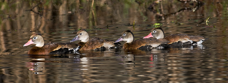 Black-bellied Whistling Ducks