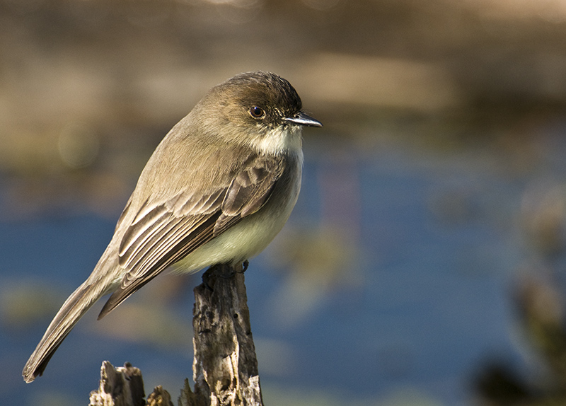 Eastern Phoebe