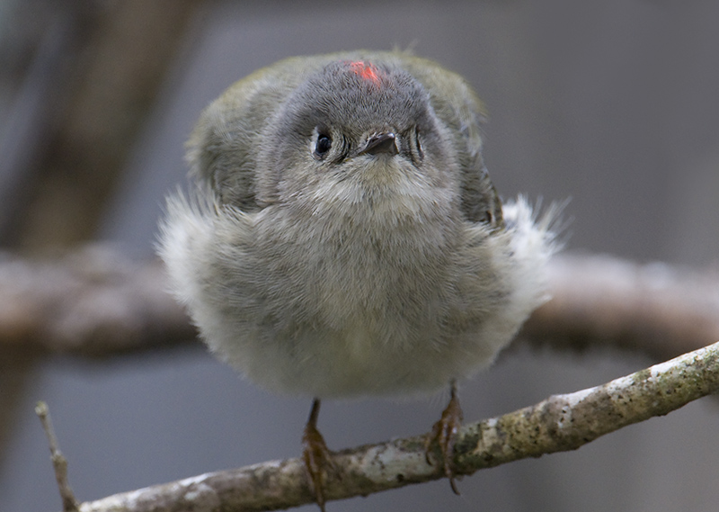 Ruby-crowned Kinglet