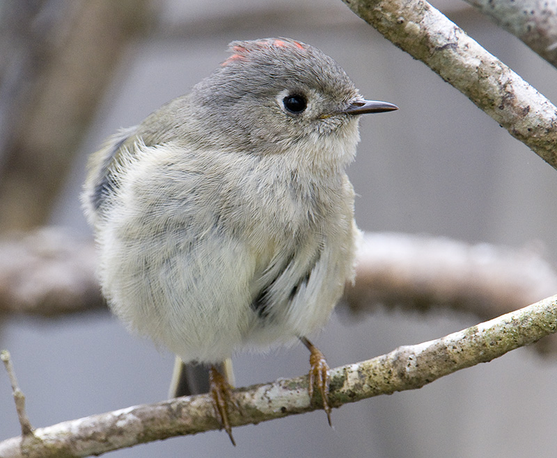 Ruby-crowned Kinglet