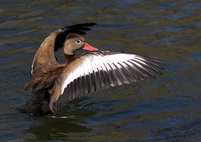 Black-bellied Whistling Duck