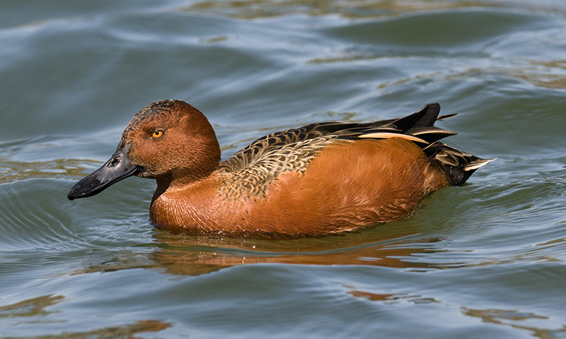 Cinnamon Teal