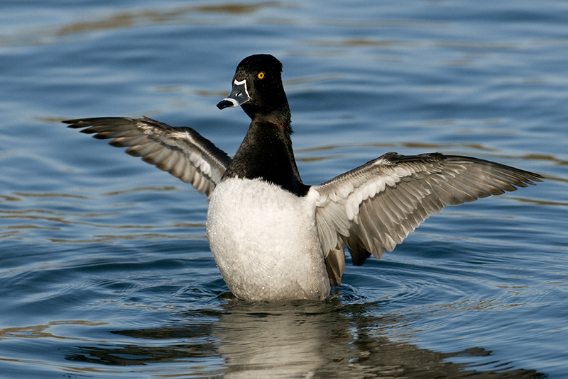 Ring-necked Duck