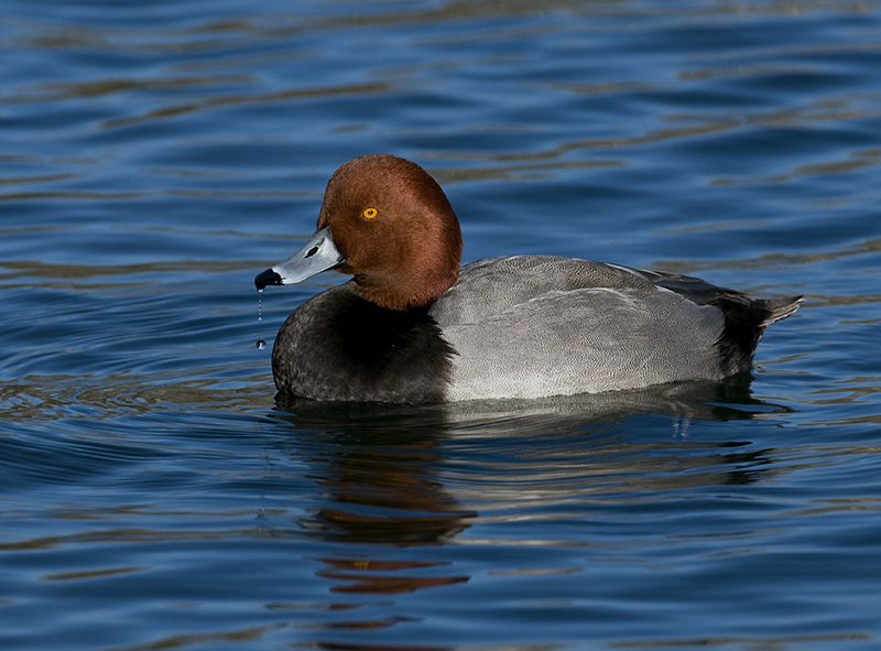 Redhead