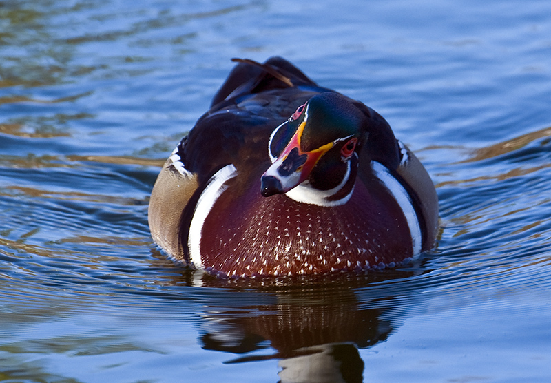 Wood Duck