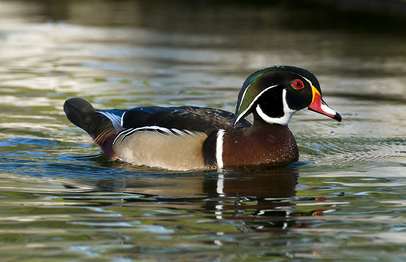 Wood Duck