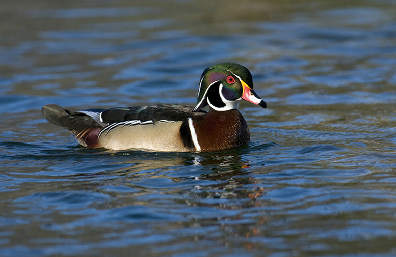 Wood Duck