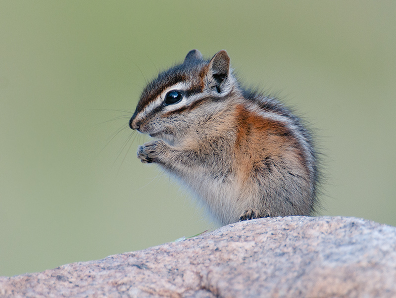 Chipmunk