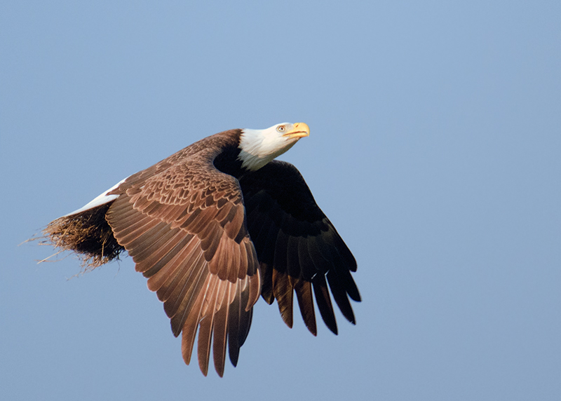 Bald Eagle w/nesting material