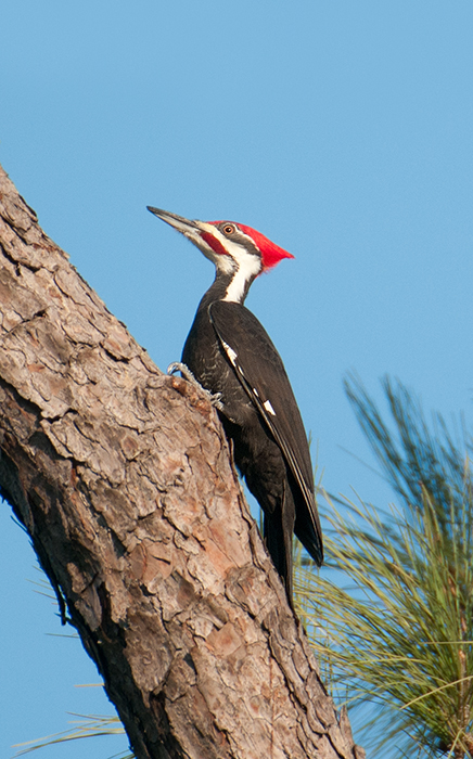 Pileated Woodpecker