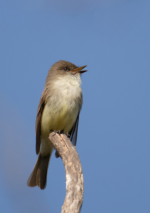 Eastern Phoebe